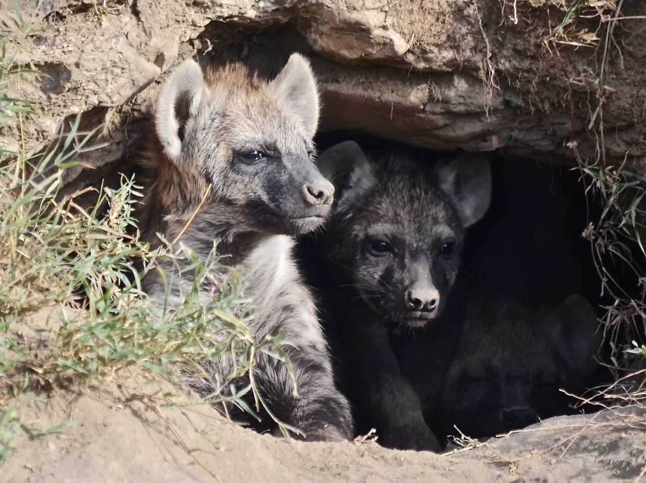 Safari image 7